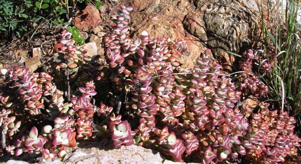 Crassula rupestris at Baviaanskloof; Photographed by Jack Latti
